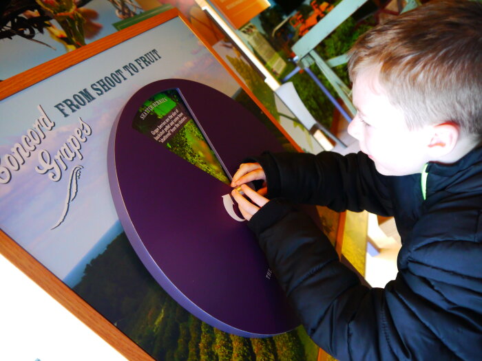 Grape Discovery Center Exhibits
