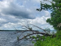 Tree extending into Chautauqua Lake