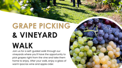 GRAPE-PICKING-AND-VINEYARD-WALK-Johnson Estate Winery