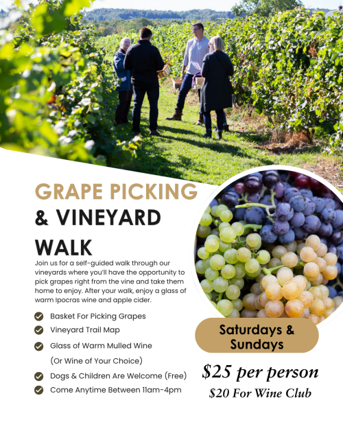 GRAPE-PICKING-AND-VINEYARD-WALK-Johnson Estate Winery