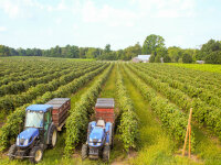 Liberty Vineyards grape harvesting tractors