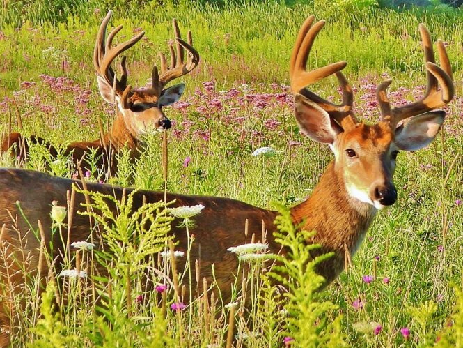 Buck friends before the rut begins