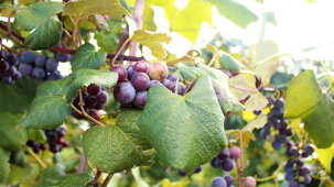 Lake-Erie-Grape-Belt-LR