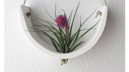 Air Plant Holder January 13