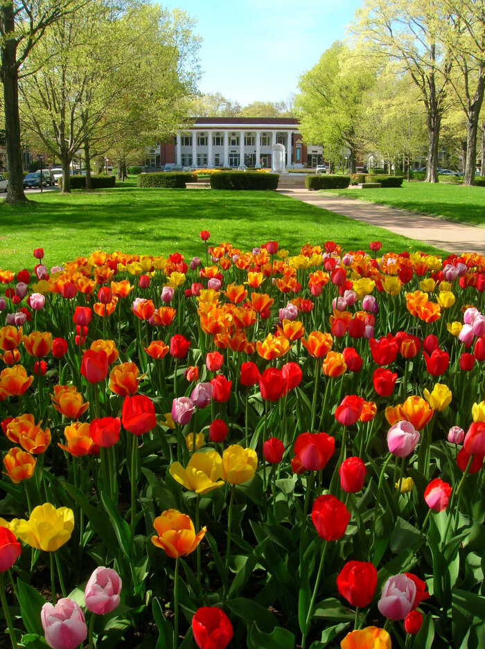 Spring Tulips at Chautauqua Institution