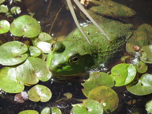 Little Explorers Amphibians at Audubon Community Nature Center