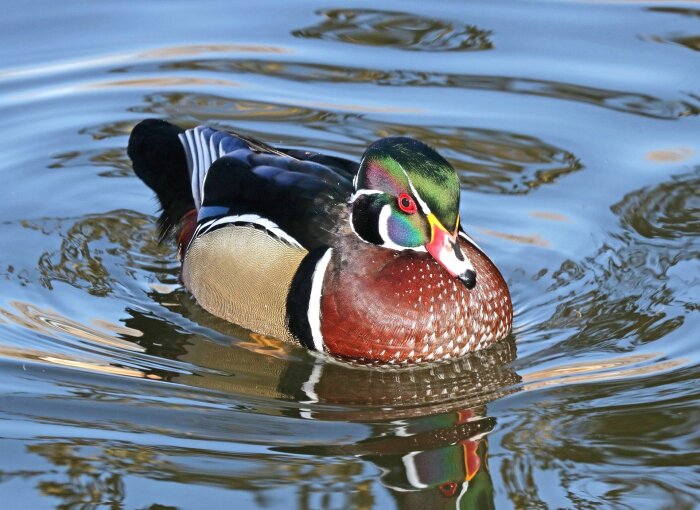 Wood Duck