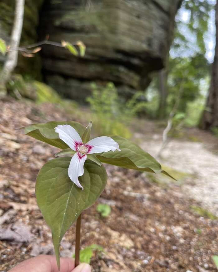 wildflower panama rocks