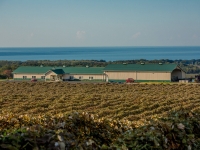 Noble Winery - Autumn Vineyards